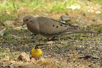 פאזל של Dove and Goldfinch