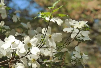 פאזל של Dogwood