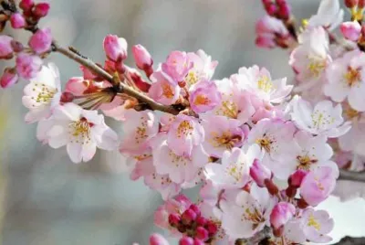CEREZO EN FLOR