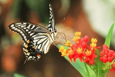 MARIPOSA SOBRE FLOR