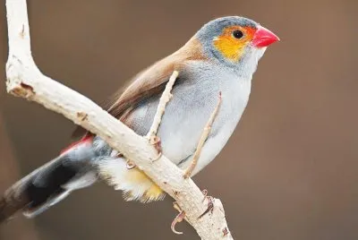 PAJARO EN RAMA