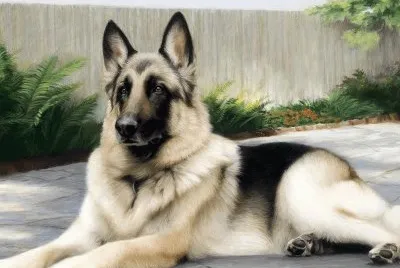 cÃ£o