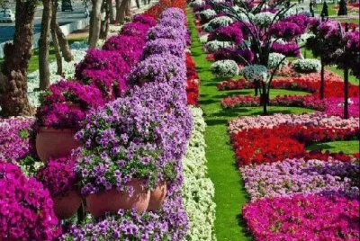 flores