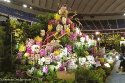 orquÃ­dea