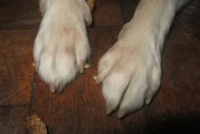 Tango patitas
