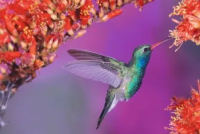 Colibri