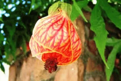 Lanterninha Japonesa