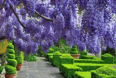 Glisina-Wisteria sinesis