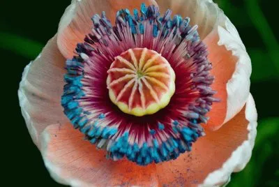 Beautiful Poppy