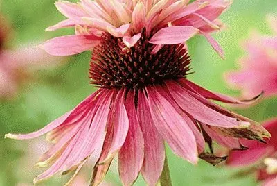 Garden Flower
