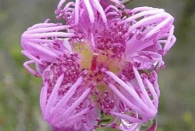 Melaleuca Flower