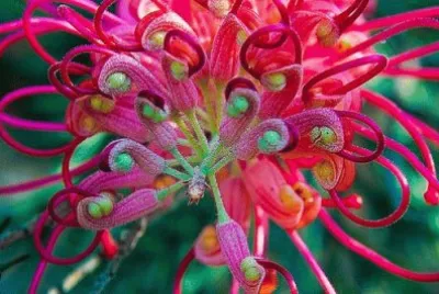 Tropical Colors
