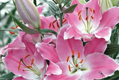 Lilies