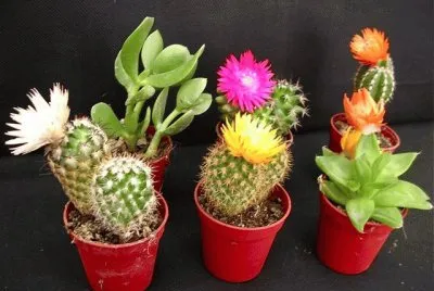 Mini cactus jigsaw puzzle