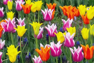 Tulipanes jigsaw puzzle