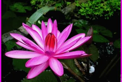 fleurs: lotus