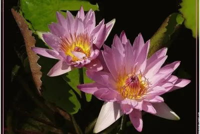 fleurs: nenuphar
