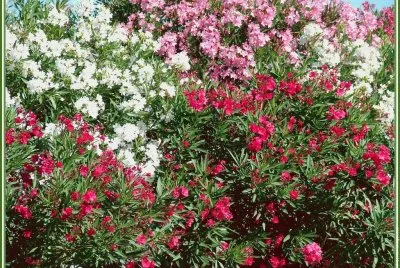 fleurs: laurier rose