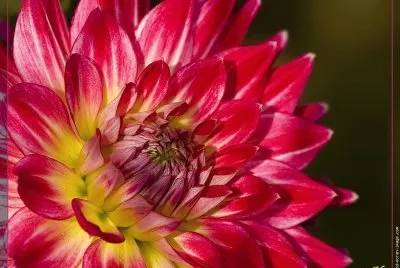 fleurs: dahlia