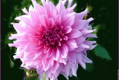 fleurs: dahlia
