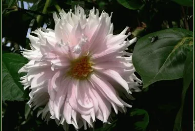 fleurs: dahlia