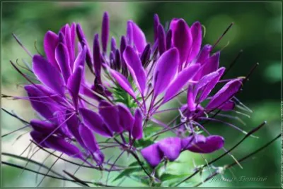 fleurs: cleome