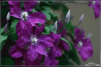 fleurs: clÃ©matite