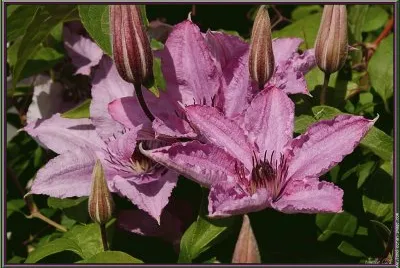 fleurs: clÃ©matite