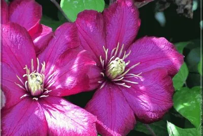 fleurs: clÃ©matite
