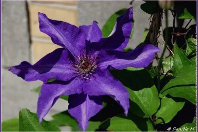 fleurs: clÃ©matite