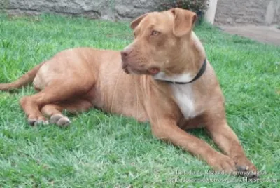 American Pit Bull Terrier