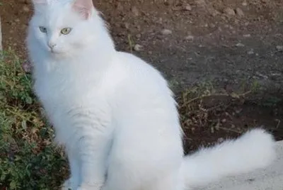 Angora