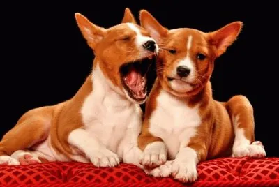Basenji