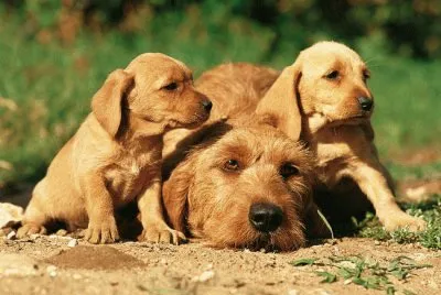 Basset Leonado de BretaÃ±a