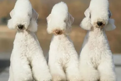 Bedlington Terrier