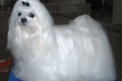 Bichon Maltes
