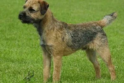 Border Terrier