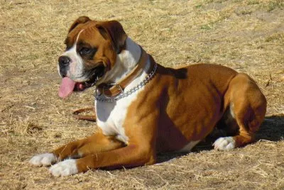 Boxer