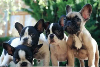 Bulldog Frances