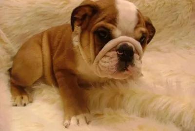 Bulldog Ingles