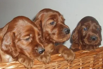 Setter Irlandes