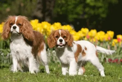 Cavalier King Charles Spaniel