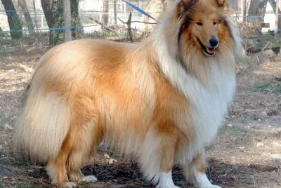 Collie