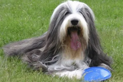 Collie Barbudo