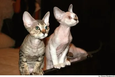 פאזל של Devon Rex