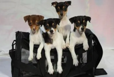 Fox Terrier de pelo liso