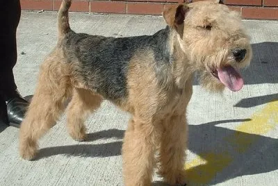 Fox Terrier de pelo duro