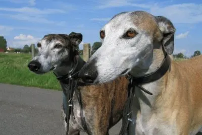 Galgo EspaÃ±ol