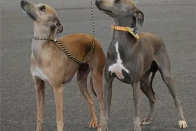 Galgo Italiano