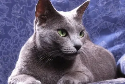 פאזל של Azul Ruso